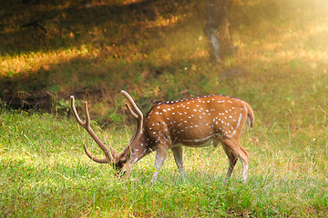 Image showing Beautiful male chital or spotted deer in Ranthambore National Park, Rajasthan, India