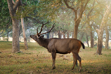 Image showing Male sambar Rusa unicolor deer in Ranthambore National Park, Rajasthan, India