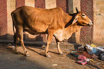 Image showing Cow in the street of India