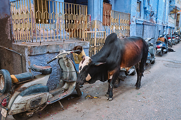 Image showing Cow in the street of India