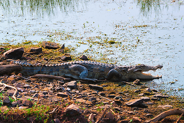 Image showing Snub Nosed Marsh Crocodile mugger crocodile Crocodylus palustris