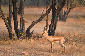 Image showing Indian bennetti gazelle or chinkara in Rathnambore National Park, Rajasthan, India