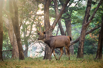 Image showing Male sambar Rusa unicolor deer in Ranthambore National Park, Rajasthan, India