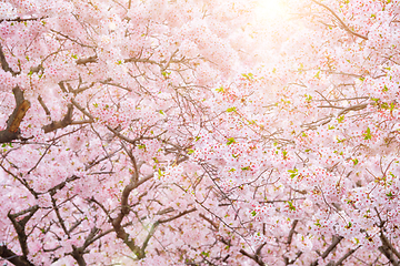 Image showing Blooming sakura cherry blossom