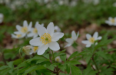 Image showing Single flower of Windflower(Anemone nemorosa) closeup