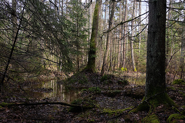 Image showing Springtime alder-bog forest