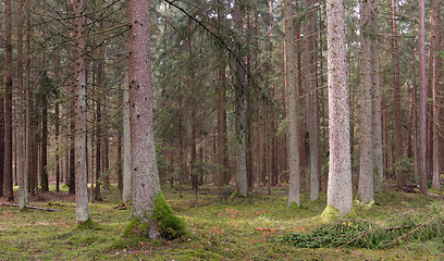 Image showing Springtime coniferous forest tree stan in sun