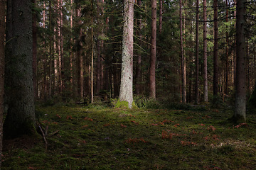 Image showing Springtime coniferous forest tree stan in sun