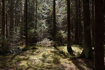 Image showing Springtime coniferous forest tree stan in sun