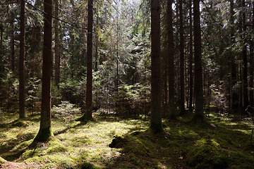 Image showing Springtime coniferous forest tree stan in sun