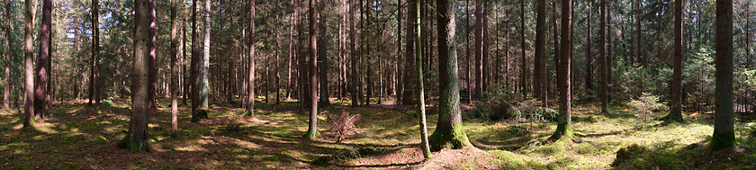 Image showing Springtime coniferous forest tree stan in sun