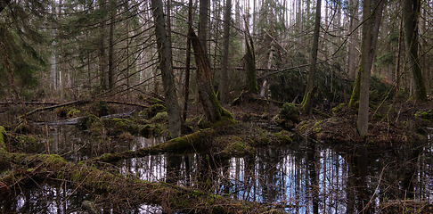 Image showing Springtime alder-bog forest