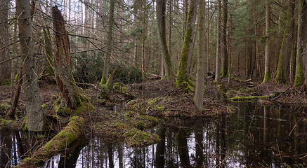 Image showing Springtime alder-bog forest