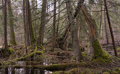 Image showing Springtime alder-bog forest