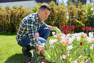 Image showing middle-aged man taking care of flowers at garden