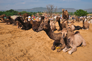 Image showing Camels at Pushkar Mela Pushkar Camel Fair , India
