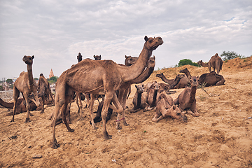 Image showing Camels at Pushkar Mela Pushkar Camel Fair , India