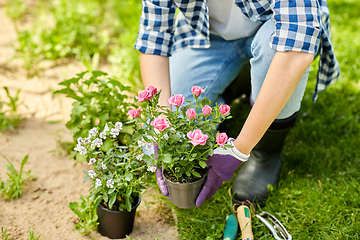 Image showing woman planting rose flowers at summer garden