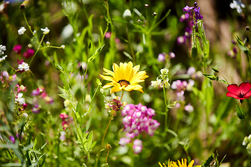 Image showing beautiful field flowers in summer garden