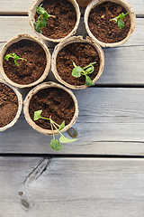 Image showing seedlings in pots with soil on wooden background