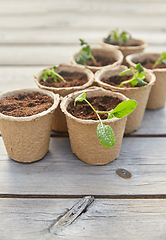 Image showing seedlings in pots with soil on wooden background