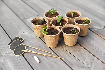 Image showing seedlings in pots with soil on wooden background