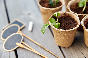 Image showing seedlings in pots with soil on wooden background