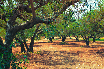 Image showing Olive trees Olea europaea in Crete, Greece for olive oil production