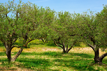 Image showing Olive trees Olea europaea in Crete, Greece for olive oil production