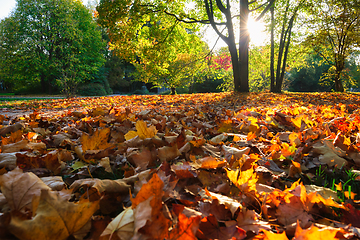 Image showing Golden autumn fall October in famous Munich relax place - Englishgarten. Munchen, Bavaria, Germany