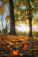 Image showing Golden autumn fall October in famous Munich relax place - Englishgarten. Munchen, Bavaria, Germany