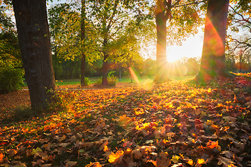 Image showing Golden autumn fall October in famous Munich relax place - Englishgarten. Munchen, Bavaria, Germany