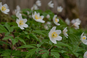 Image showing Single flower of Windflower(Anemone nemorosa) closeup