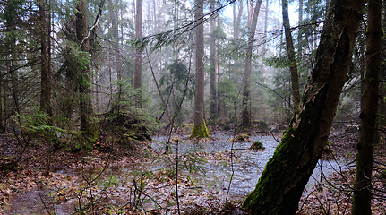 Image showing Springtime alder-bog forest in rainfall