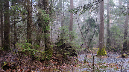 Image showing Springtime alder-bog forest in rainfall