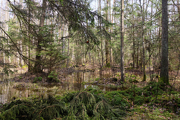 Image showing Springtime alder-bog forest