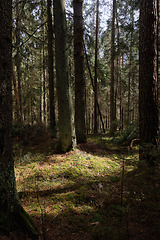 Image showing Springtime coniferous forest tree stan in sun