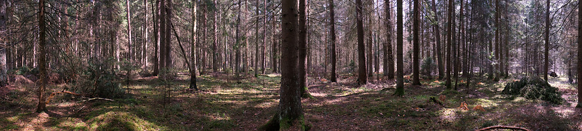 Image showing Springtime coniferous forest tree stan in sun