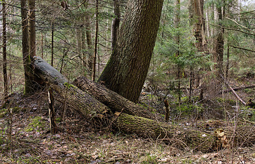 Image showing Broken alder tree next to spruce