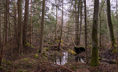 Image showing Springtime alder-bog forest