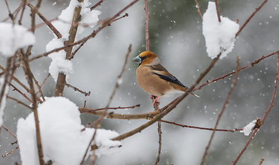 Image showing Hawfinch (Coccothraustes coccothraustes) in snowfall
