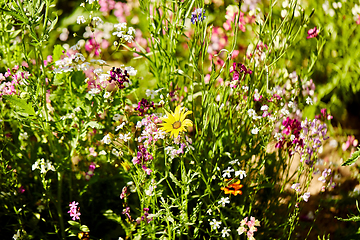 Image showing beautiful field flowers in summer garden