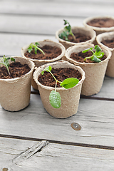 Image showing seedlings in pots with soil on wooden background