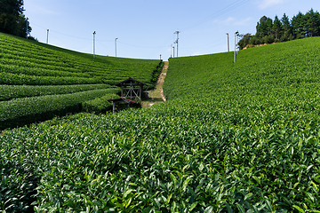 Image showing Green Tea farm