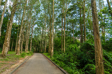 Image showing Hiking trail in forest