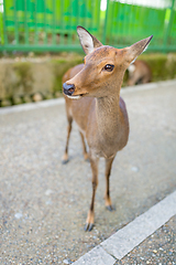 Image showing Deer fawn portrait