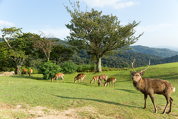 Image showing Group of deer