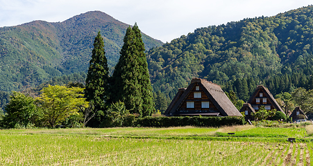 Image showing Organic rice field in the shirakawago village 