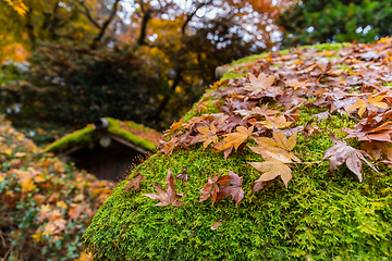 Image showing Maple leaves in autumn