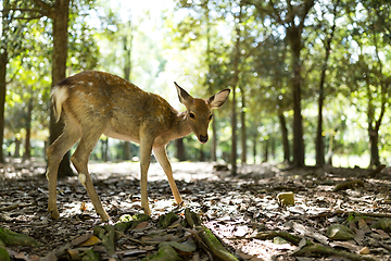 Image showing Wild deer